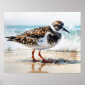 Ruddy Turnstone Bird Art Print Poster (Voorkant)