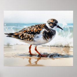 Ruddy Turnstone Bird Art Print Poster