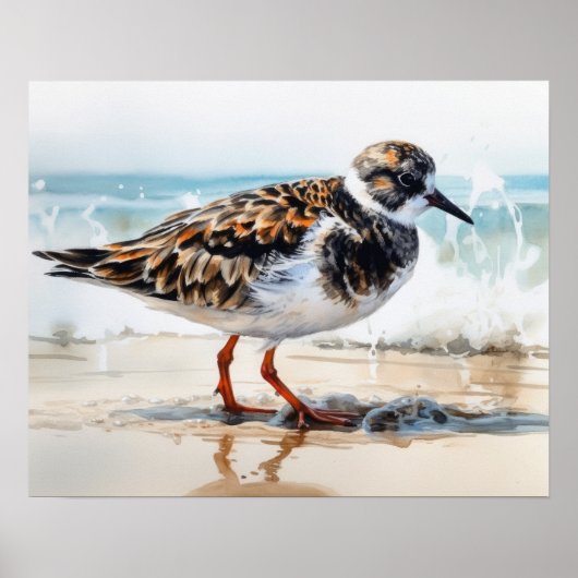 Ruddy Turnstone Bird Art Print Poster (Voorkant)