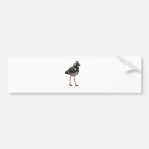 Ruddy Turnstone Bumpersticker