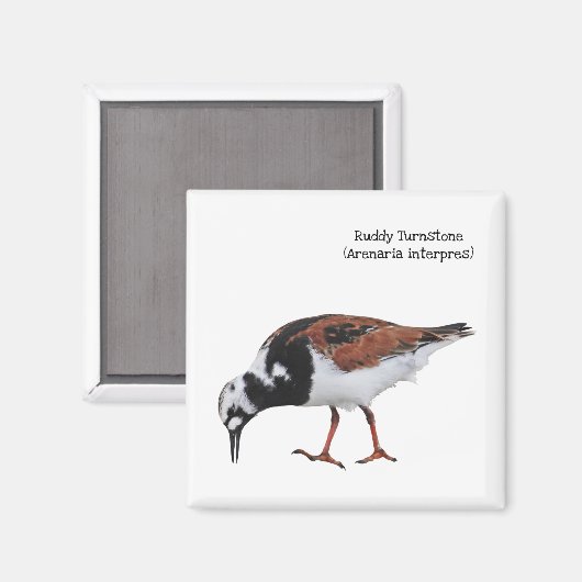 Ruddy Turnstone Magneet (Voorkant / Achterkant)