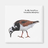 Ruddy Turnstone Magneet (Voorkant)
