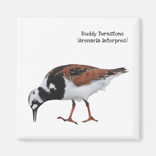 Ruddy Turnstone Magneet