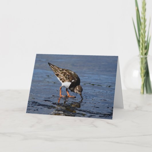 Ruddy Turnstone op zoek naar voedsel Feestdagen Kaart (Voorkant)