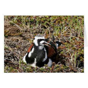 Ruddy Turnstone over Nest