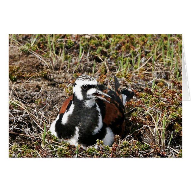 Ruddy Turnstone over Nest (Voorkant Horizontaal)