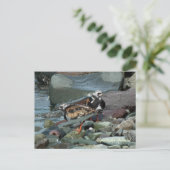 Ruddy Turnstone Sandpiper Briefkaart (Staand voorkant)