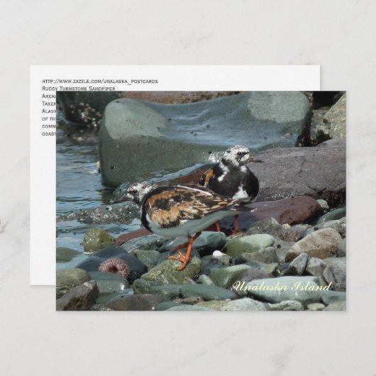 Ruddy Turnstone Sandpiper Briefkaart (Voorkant / Achterkant)