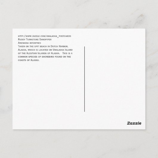 Ruddy Turnstone Sandpiper Briefkaart (Achterkant)
