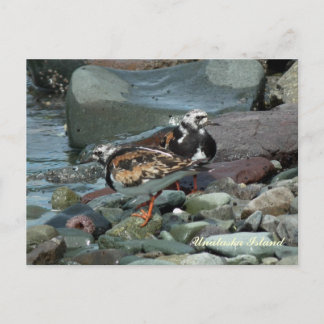 Ruddy Turnstone Sandpiper Briefkaart