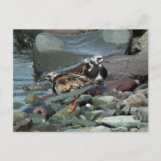 Ruddy Turnstone Sandpiper Briefkaart (Voorkant)