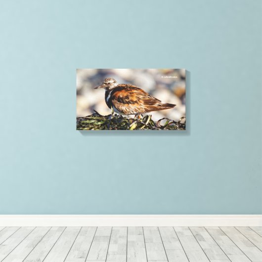 Ruddy Turnstone Shorebird bij het strand Canvas Afdruk (Insitu (Houten vloer))