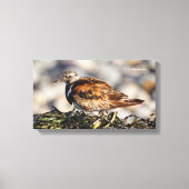 Ruddy Turnstone Shorebird bij het strand Canvas Afdruk (Voorkant)