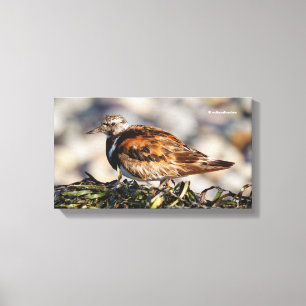 Ruddy Turnstone Shorebird bij het strand Canvas Afdruk