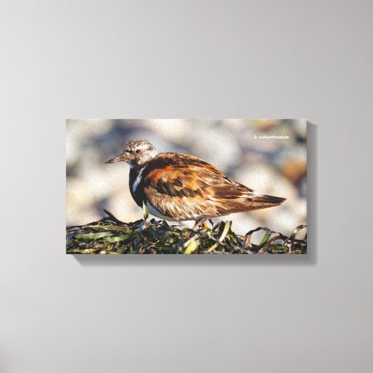 Ruddy Turnstone Shorebird bij het strand Canvas Afdruk (Voorkant)