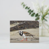 Ruddy Turnstone (zomerfase) Briefkaart (Staand voorkant)