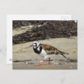 Ruddy Turnstone (zomerfase) Briefkaart (Voorkant / Achterkant)