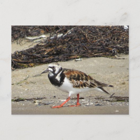 Ruddy Turnstone (zomerfase) Briefkaart (Voorkant)