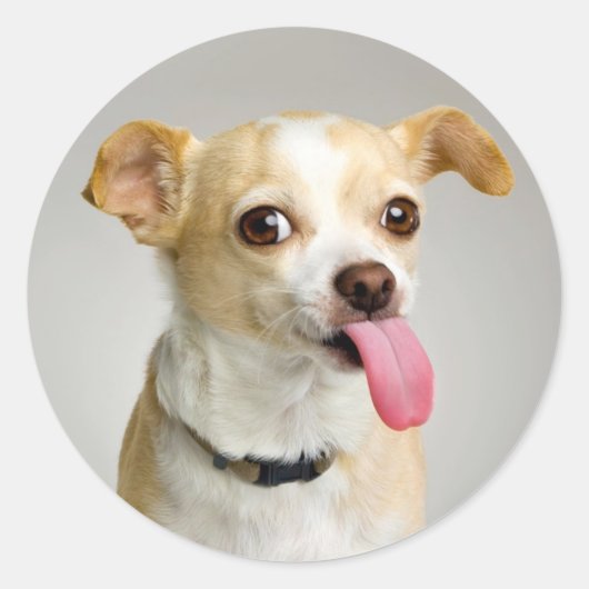 Rude Chihuahua Sticker (Voorkant)