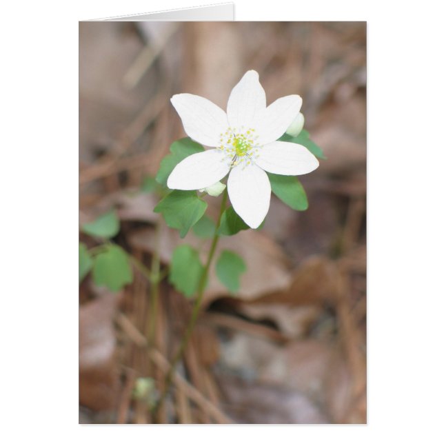 Rue Anemone (Voorkant)