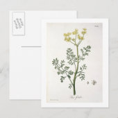 Rue van 'Phytographie Medicale' door Joseph Roques Briefkaart (Voorkant / Achterkant)