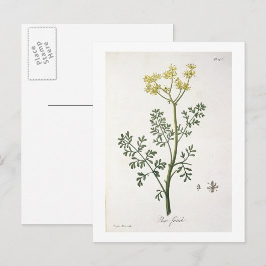 Rue van 'Phytographie Medicale' door Joseph Roques Briefkaart (Voorkant / Achterkant)