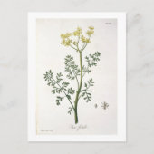 Rue van 'Phytographie Medicale' door Joseph Roques Briefkaart (Voorkant)