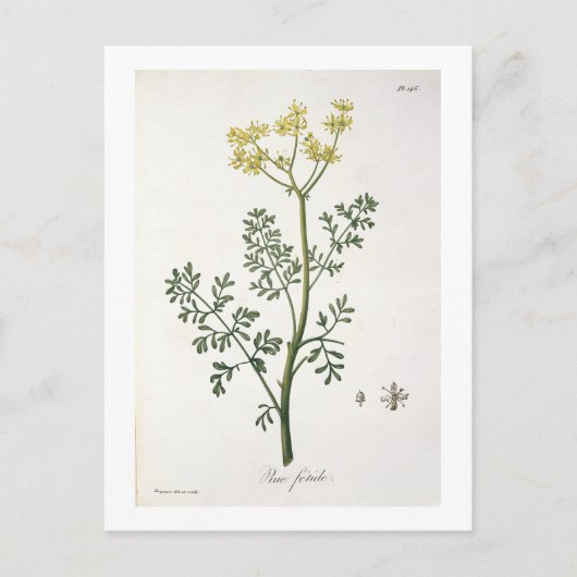 Rue van 'Phytographie Medicale' door Joseph Roques Briefkaart (Voorkant)