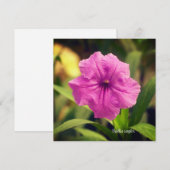 Ruellia simplex (Voorkant / Achterkant)