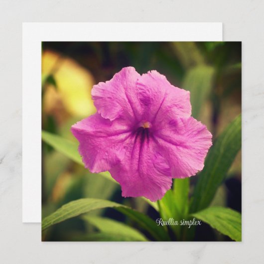 Ruellia simplex (Voorkant / Achterkant)