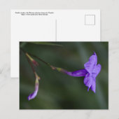 Ruellia simplex, de Mexicaanse petunia closeup Briefkaart (Voorkant / Achterkant)