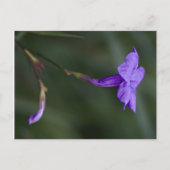 Ruellia simplex, de Mexicaanse petunia closeup Briefkaart (Voorkant)