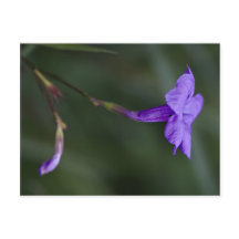 Ruellia simplex, de Mexicaanse petunia closeup