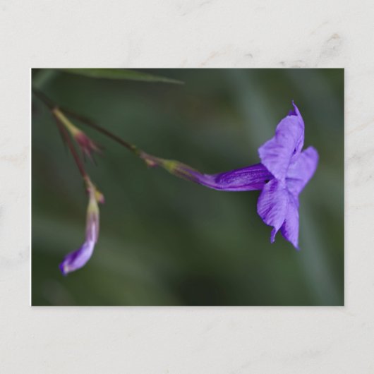 Ruellia simplex, de Mexicaanse petunia closeup Briefkaart (Voorkant)