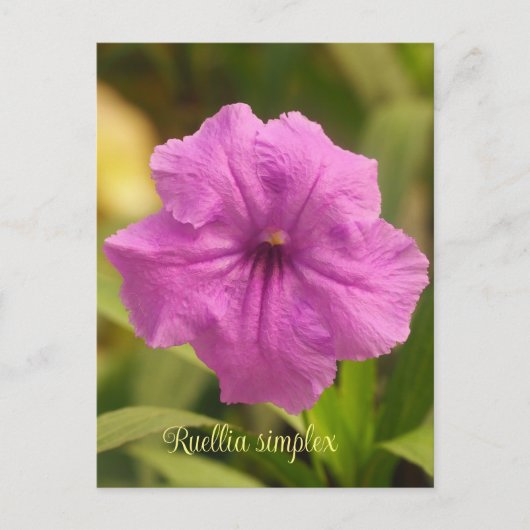 Ruellia simplex feestdagenkaart (Voorkant)