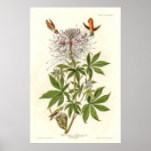 Ruff-nekkolibrie Poster (Voorkant)