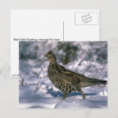 Ruffe kruid in sneeuwige bossen briefkaart (Voorkant / Achterkant)