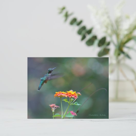 Ruffed Feathers ~ Hummingbird fly Briefkaart (Staand voorkant)