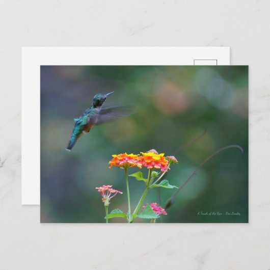 Ruffed Feathers ~ Hummingbird fly Briefkaart (Voorkant / Achterkant)