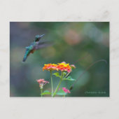 Ruffed Feathers ~ Hummingbird fly Briefkaart (Voorkant)