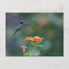 Ruffed Feathers ~ Hummingbird fly Briefkaart