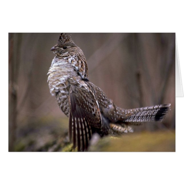 Ruffed Grouse (Voorkant Horizontaal)