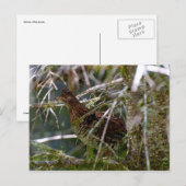 Ruffed Grouse 02 Briefkaart (Voorkant / Achterkant)
