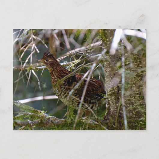 Ruffed Grouse 02 Briefkaart (Voorkant)
