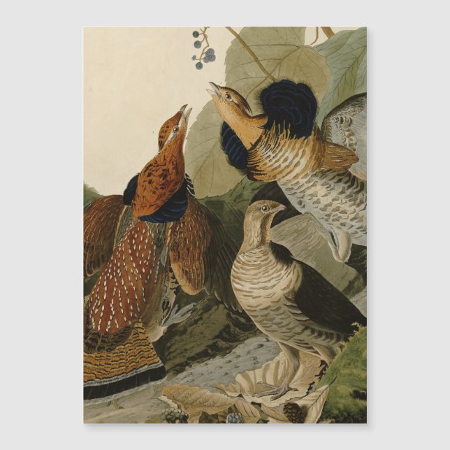 Ruffed Grouse Audubon Game Bird (Voorkant)