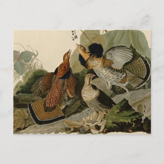 Ruffed Grouse Audubon Game Bird Briefkaart (Voorkant)
