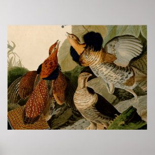 Ruffed Grouse Audubon Game Bird Poster