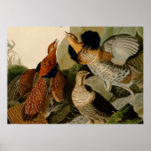 Ruffed Grouse Audubon Game Bird Poster (Voorkant)
