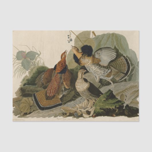 Ruffed Grouse Audubon Game Bird Tissuepapier (Voorkant)