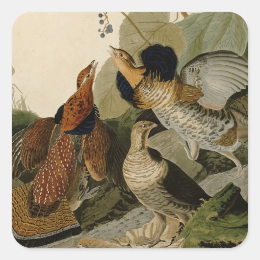 Ruffed Grouse Audubon Game Bird Vierkante Sticker (Voorkant)